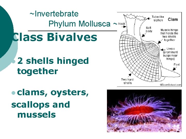 ~Invertebrate Phylum Mollusca ~ Class Bivalves l 2 shells hinged together l clams, oysters,