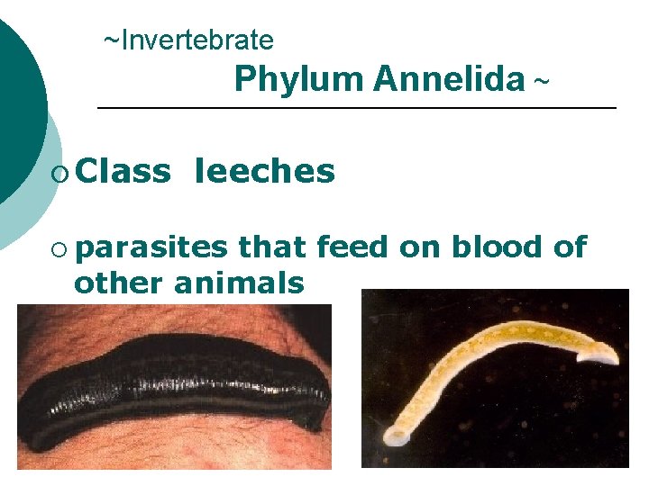 ~Invertebrate Phylum Annelida ~ ¡ Class leeches ¡ parasites that feed on blood of