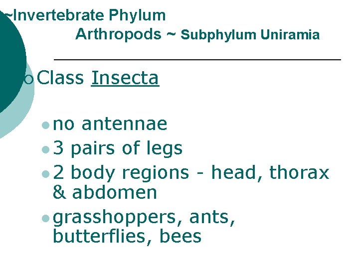 ~Invertebrate Phylum Arthropods ~ Subphylum Uniramia ¡ Class l no Insecta antennae l 3