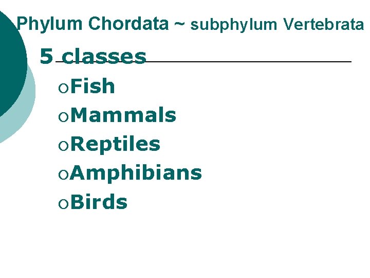 ~ Phylum Chordata ~ subphylum Vertebrata 5 classes ¡Fish ¡Mammals ¡Reptiles ¡Amphibians ¡Birds 