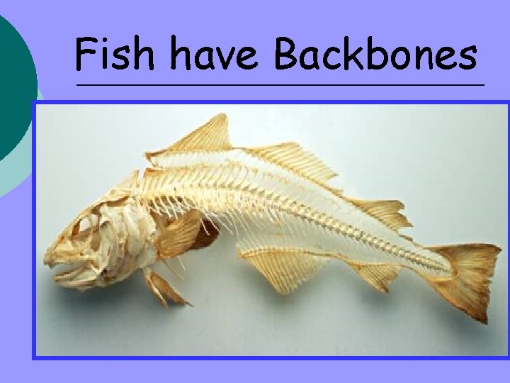 Fish have Backbones 