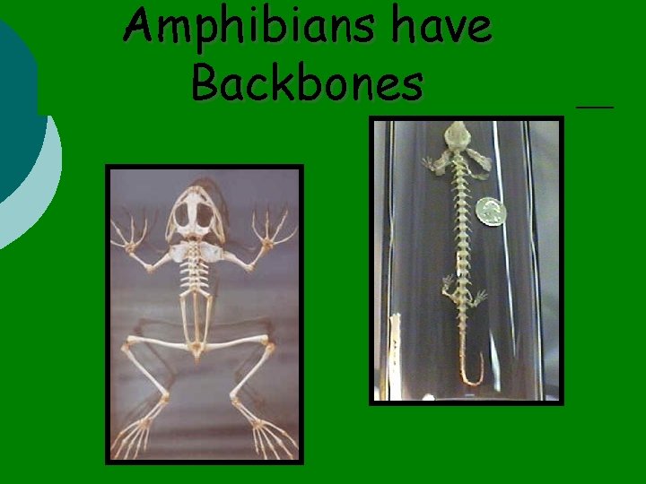 Amphibians have Backbones 