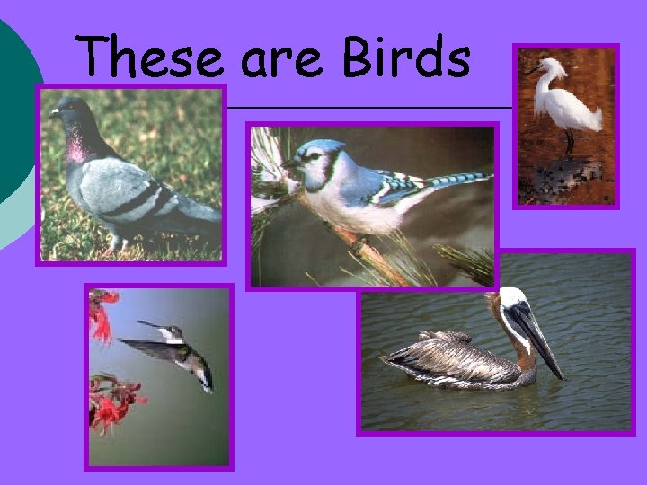 These are Birds 