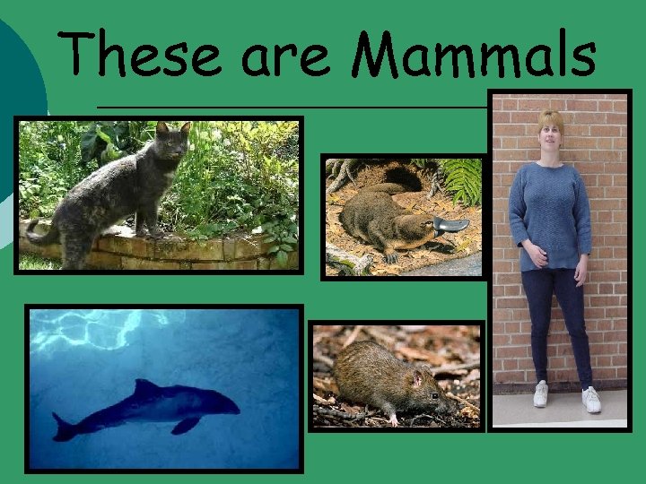 These are Mammals 