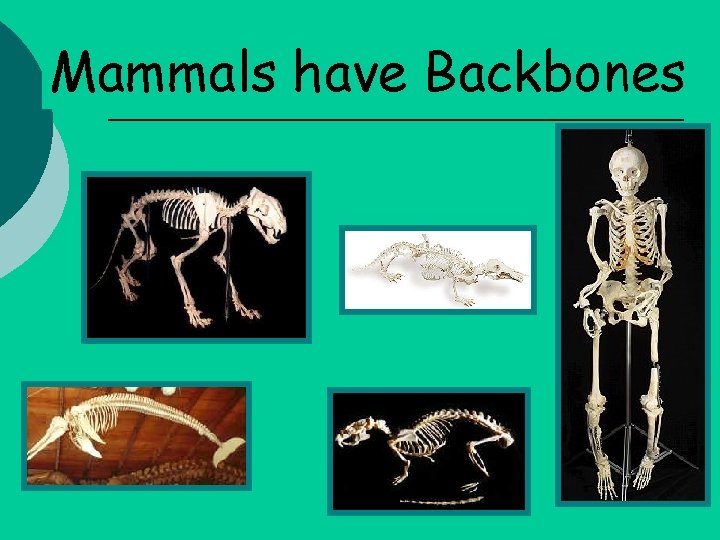 Mammals have Backbones 