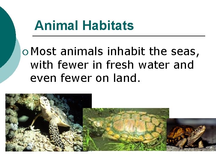 Animal Habitats ¡ Most animals inhabit the seas, with fewer in fresh water and