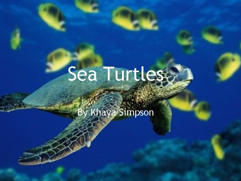 Sea Turtles By Khaya Simpson 