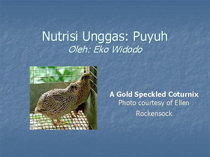Nutrisi Unggas: Puyuh Oleh: Eko Widodo A Gold Speckled Coturnix Photo courtesy of Ellen