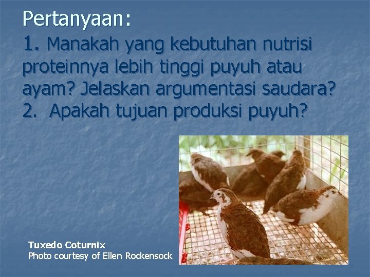 Pertanyaan: 1. Manakah yang kebutuhan nutrisi proteinnya lebih tinggi puyuh atau ayam? Jelaskan argumentasi