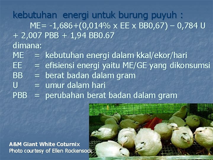 kebutuhan energi untuk burung puyuh : ME= -1, 686+(0, 014% x EE x BB