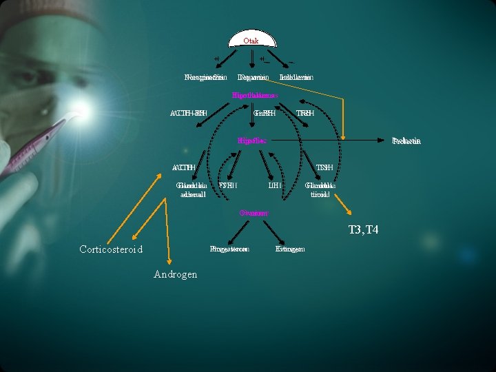 Otak + +_ Norepinefrin _ Dopamin Indolamin Hipothalamus ACTH -RH Gn. RH TRH Hipofise