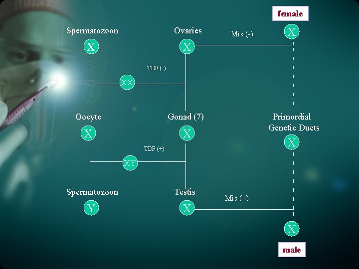 female Spermatozoon Ovaries X X Mis (-) X TDF (-) XX Oocyte Gonad (7)