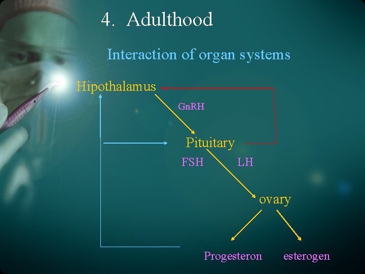 4. Adulthood Interaction of organ systems Hipothalamus Gn. RH Pituitary FSH LH ovary Progesteron
