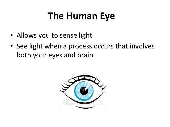 The Human Eye • Allows you to sense light • See light when a