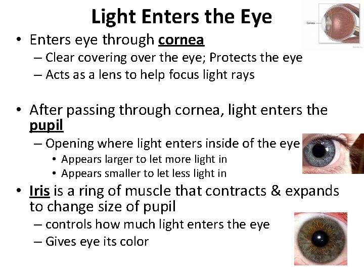 Light Enters the Eye • Enters eye through cornea – Clear covering over the