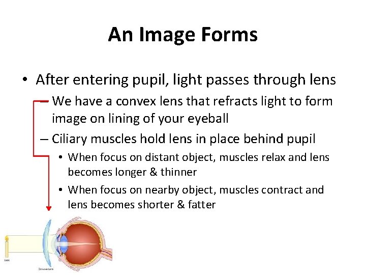 An Image Forms • After entering pupil, light passes through lens – We have