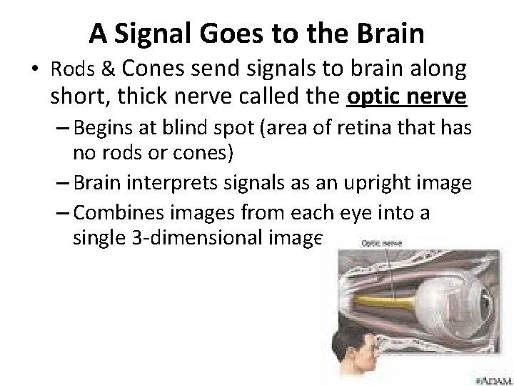 A Signal Goes to the Brain • Rods & Cones send signals to brain