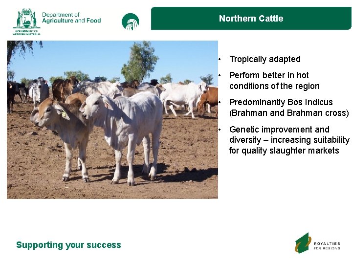 Northern Cattle • Tropically adapted • Perform better in hot conditions of the region