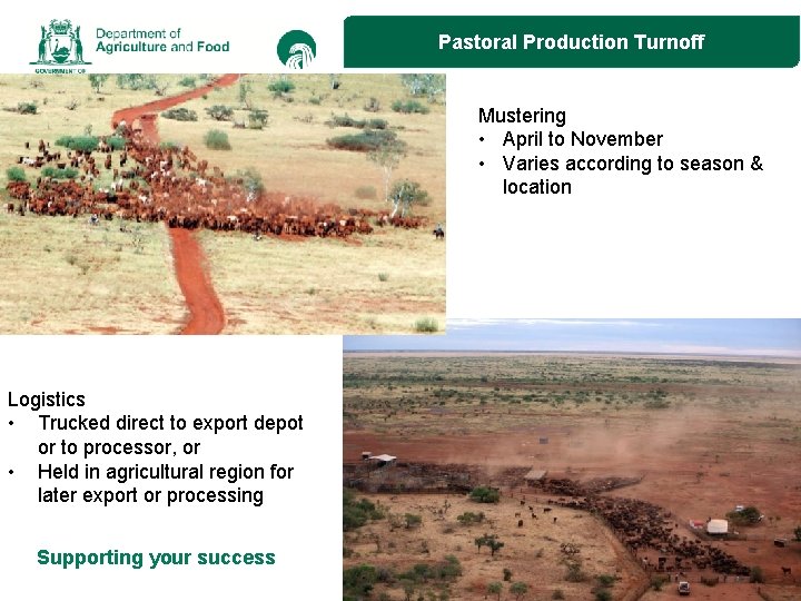 Pastoral Production Turnoff Mustering • April to November • Varies according to season &
