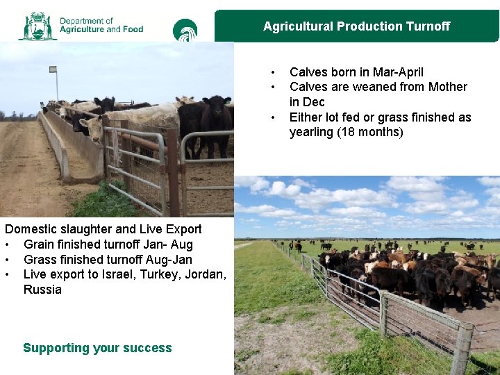 Agricultural Production Turnoff • • • Domestic slaughter and Live Export • Grain finished