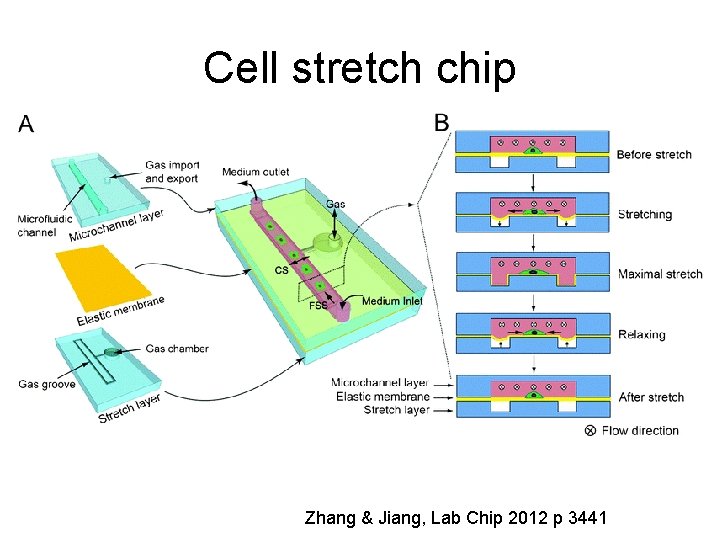 Cell stretch chip Zhang & Jiang, Lab Chip 2012 p 3441 