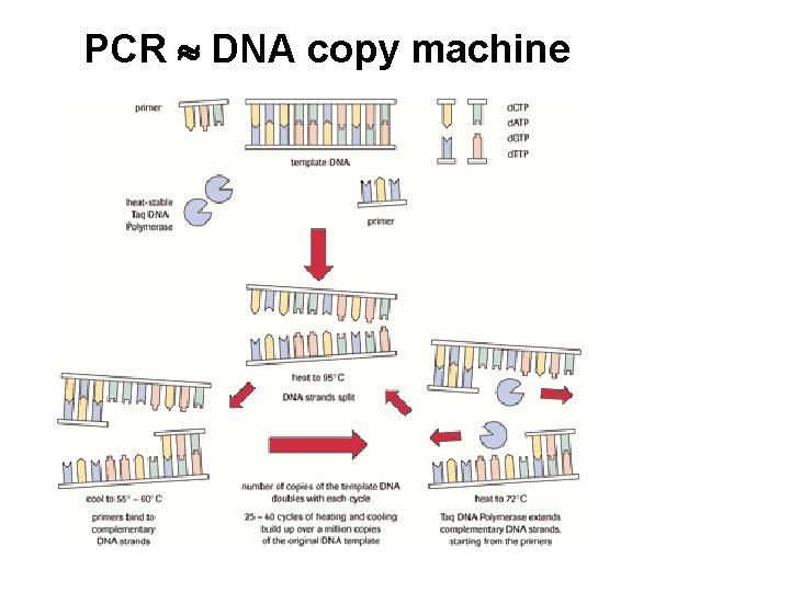PCR DNA copy machine 
