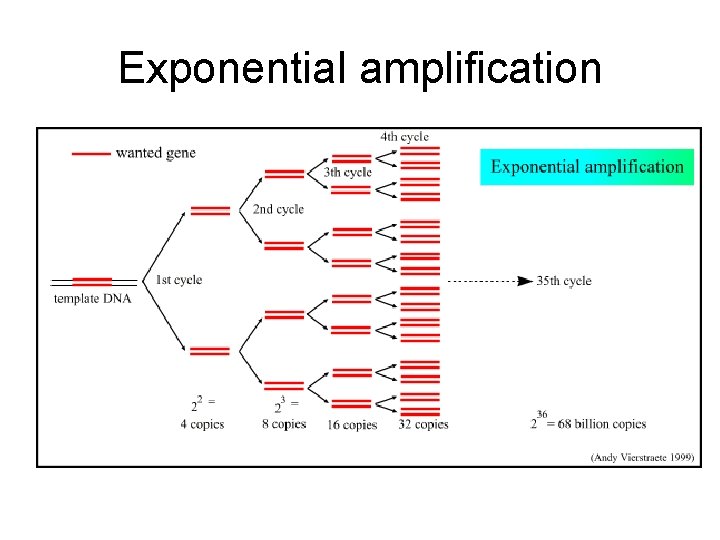 Exponential amplification 