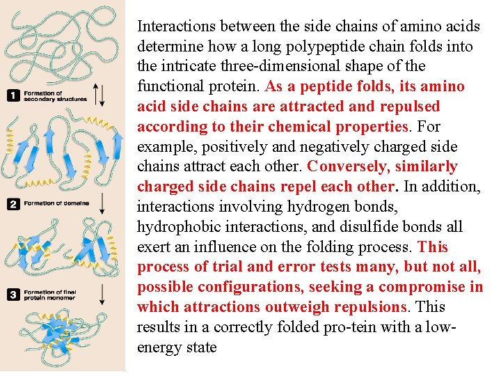 Interactions between the side chains of amino acids determine how a long polypeptide chain