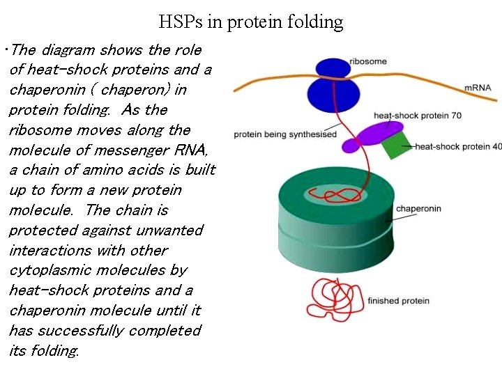 HSPs in protein folding • The diagram shows the role of heat-shock proteins and