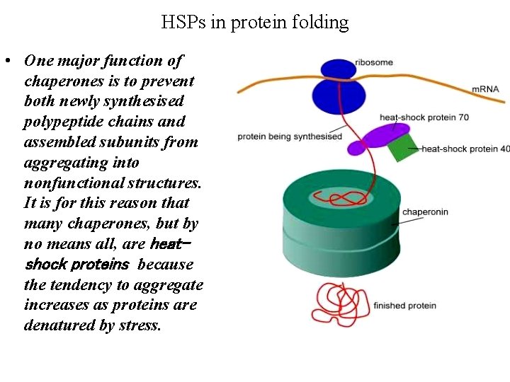 HSPs in protein folding • One major function of chaperones is to prevent both