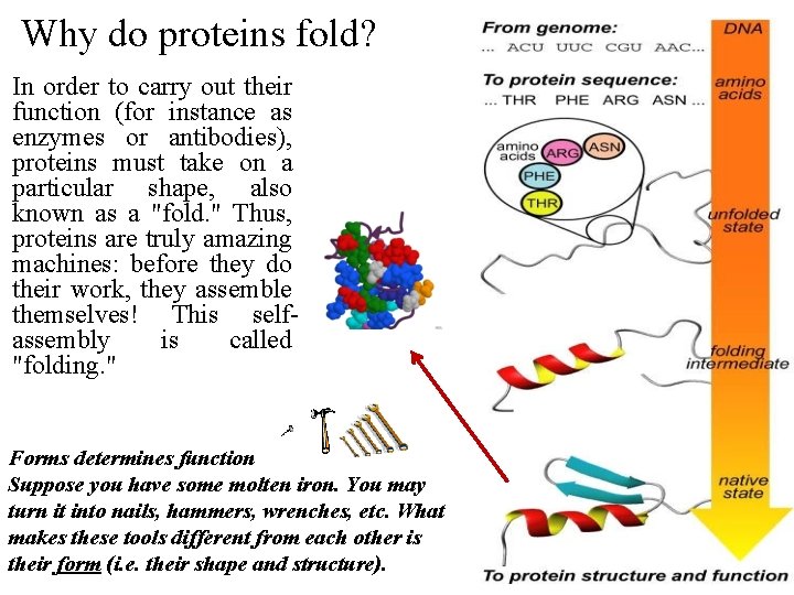 Why do proteins fold? In order to carry out their function (for instance as