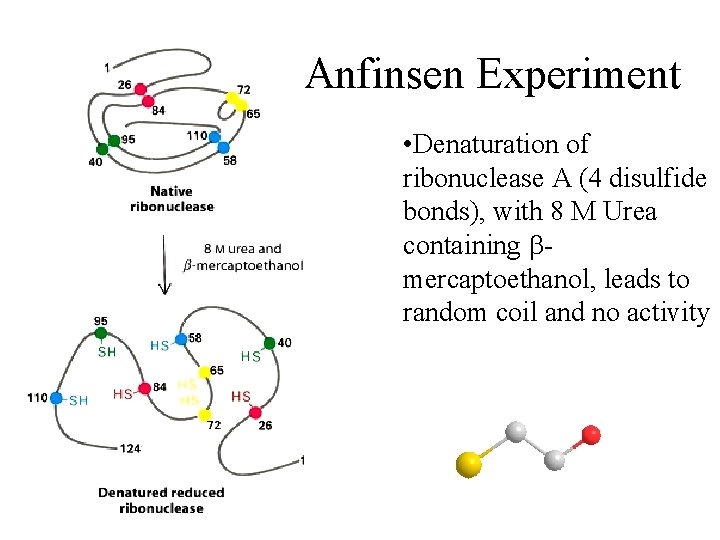 Anfinsen Experiment • Denaturation of ribonuclease A (4 disulfide bonds), with 8 M Urea