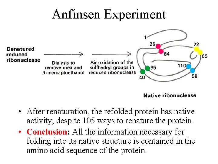 Anfinsen Experiment • After renaturation, the refolded protein has native activity, despite 105 ways