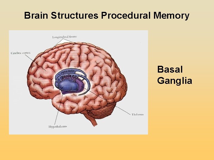 Brain Structures Procedural Memory Basal Ganglia Brain Structures Procedural Memory Basal Ganglia