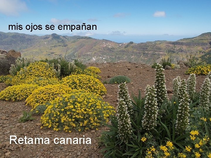 mis ojos se empañan Retama canaria 