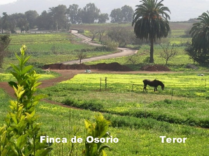 Finca de Osorio Teror 