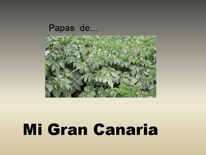 Papas de… Mi Gran Canaria 