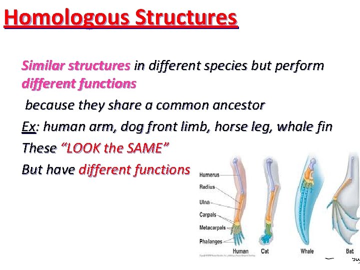 Homologous Structures Similar structures in different species but perform different functions because they share Homologous Structures Similar structures in different species but perform different functions because they share