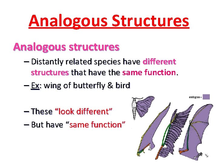 Analogous Structures Analogous structures – Distantly related species have different structures that have the Analogous Structures Analogous structures – Distantly related species have different structures that have the