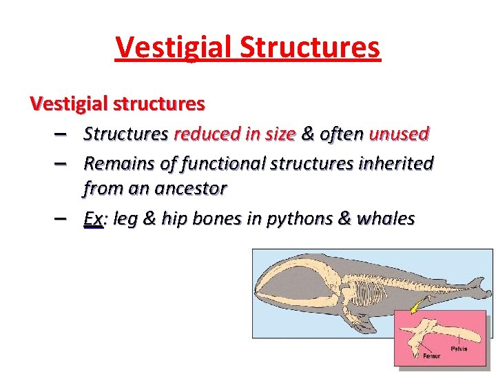 Vestigial Structures Vestigial structures – Structures reduced in size & often unused – Remains Vestigial Structures Vestigial structures – Structures reduced in size & often unused – Remains