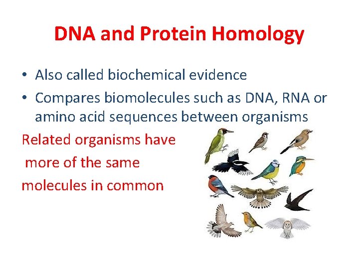 DNA and Protein Homology • Also called biochemical evidence • Compares biomolecules such as DNA and Protein Homology • Also called biochemical evidence • Compares biomolecules such as