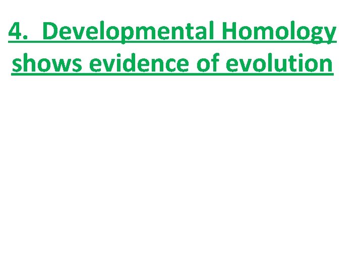 4. Developmental Homology shows evidence of evolution 4. Developmental Homology shows evidence of evolution