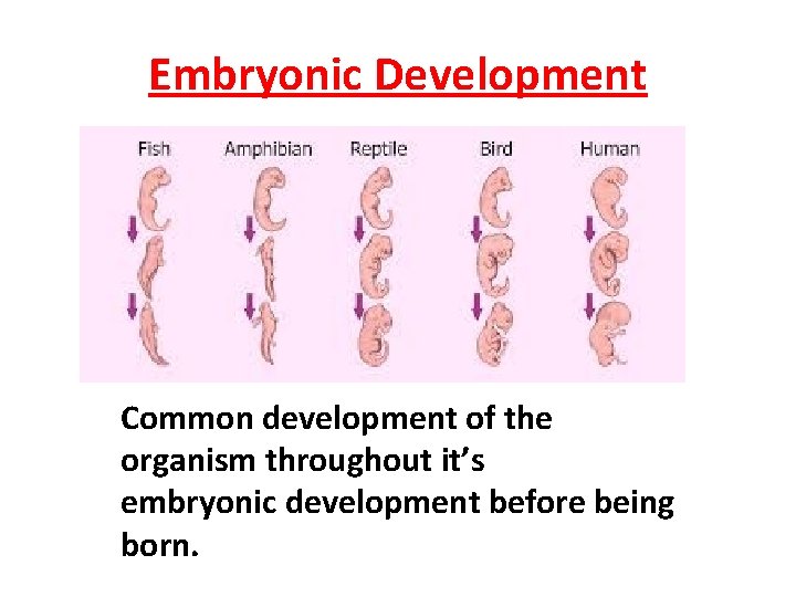 Embryonic Development Common development of the organism throughout it’s embryonic development before being born. Embryonic Development Common development of the organism throughout it’s embryonic development before being born.