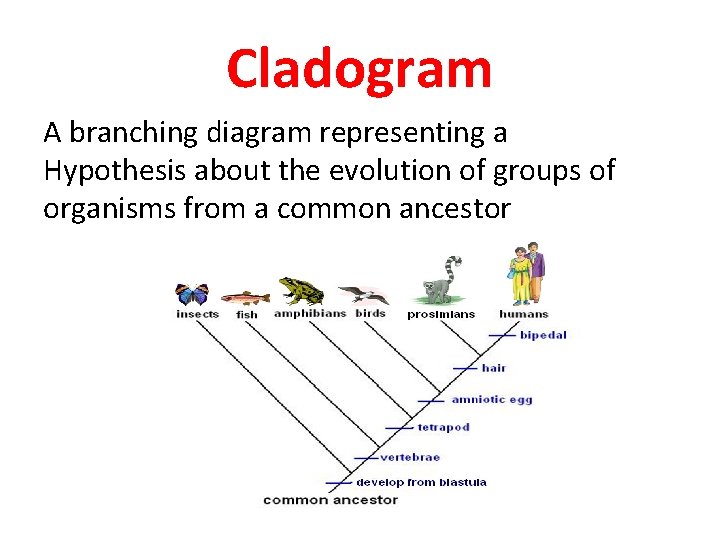 Cladogram A branching diagram representing a Hypothesis about the evolution of groups of organisms Cladogram A branching diagram representing a Hypothesis about the evolution of groups of organisms