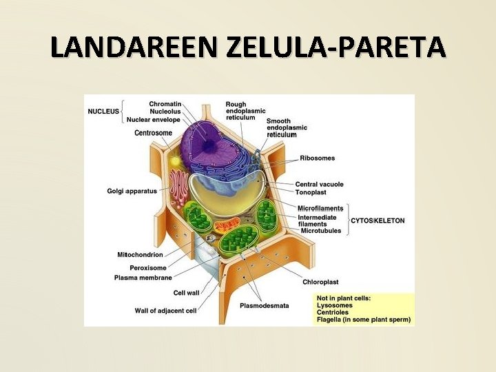 LANDAREEN ZELULA-PARETA 