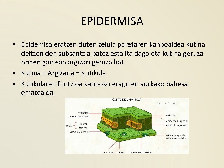 EPIDERMISA • Epidemisa eratzen duten zelula paretaren kanpoaldea kutina deitzen den subsantzia batez estalita