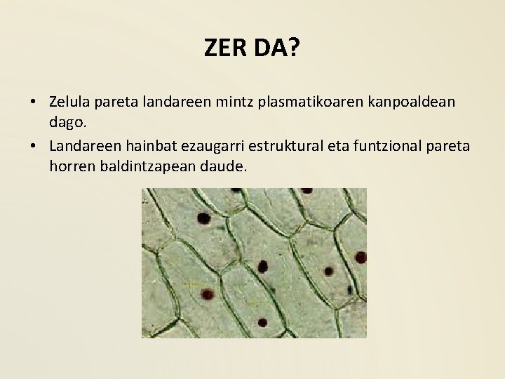 ZER DA? • Zelula pareta landareen mintz plasmatikoaren kanpoaldean dago. • Landareen hainbat ezaugarri