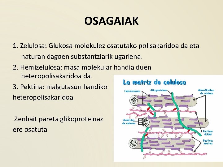 OSAGAIAK 1. Zelulosa: Glukosa molekulez osatutako polisakaridoa da eta naturan dagoen substantziarik ugariena. 2.