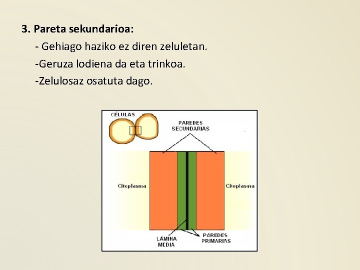 3. Pareta sekundarioa: - Gehiago haziko ez diren zeluletan. -Geruza lodiena da eta trinkoa.