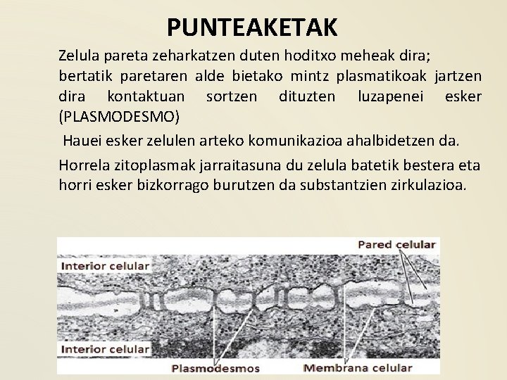 PUNTEAKETAK Zelula pareta zeharkatzen duten hoditxo meheak dira; bertatik paretaren alde bietako mintz plasmatikoak